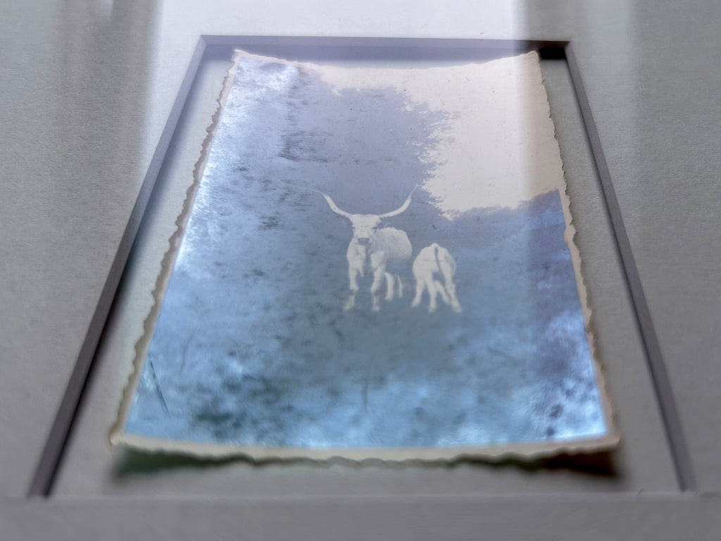 Strong as an ox - Framed Vintage Cattle Photograph – 1940s B&W Oxen Print in Custom Frame