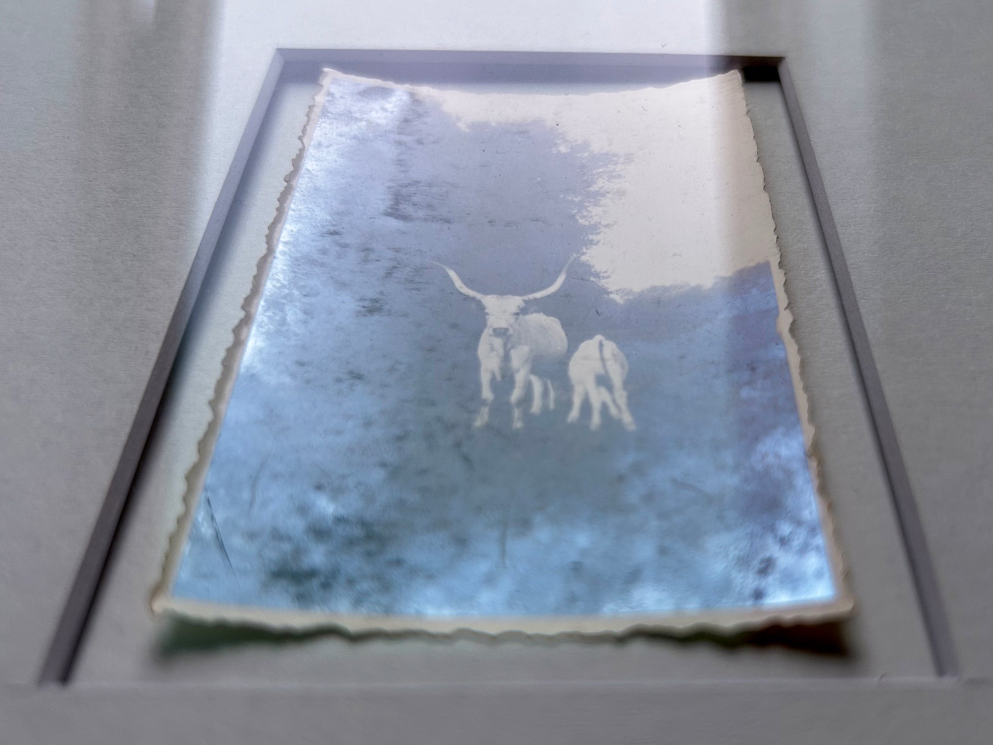 Strong as an ox - Framed Vintage Cattle Photograph – 1940s B&W Oxen Print in Custom Frame