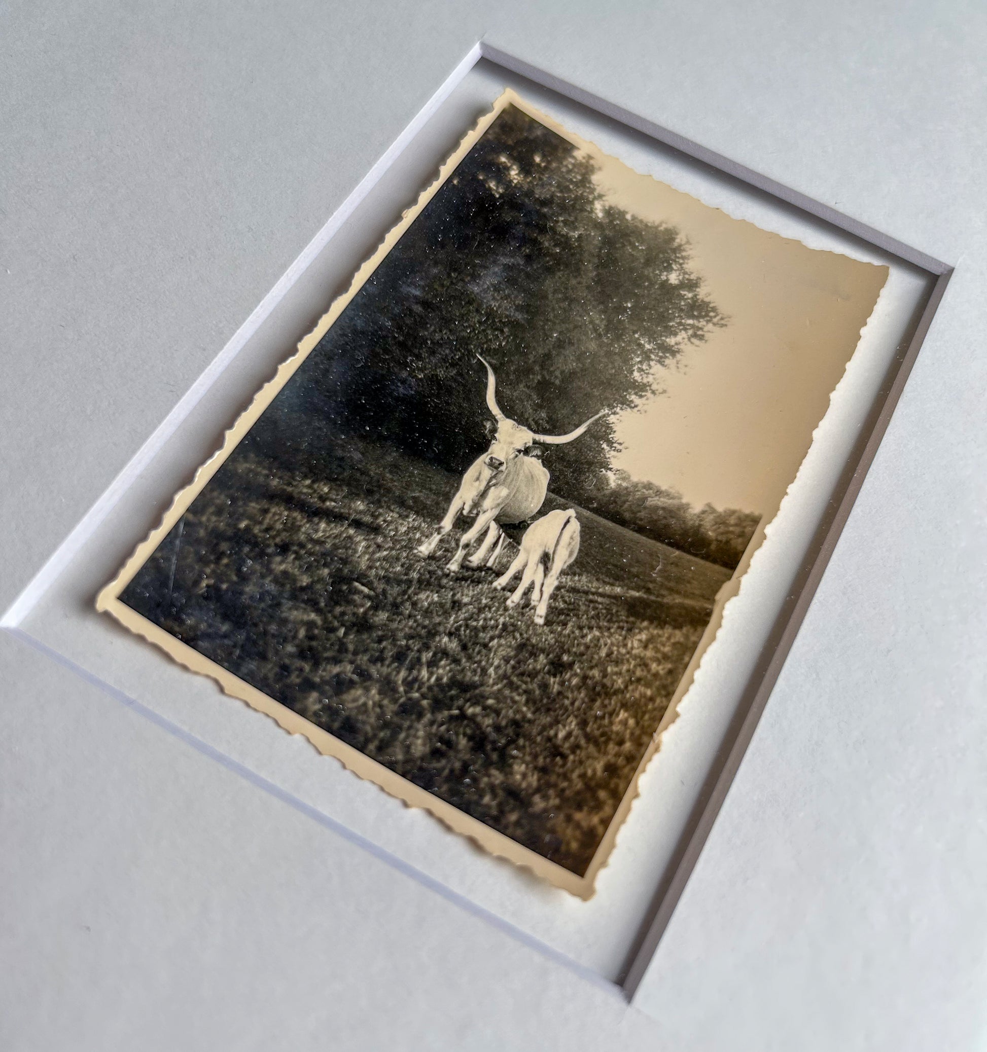 Strong as an ox - Framed Vintage Cattle Photograph – 1940s B&W Oxen Print in Custom Frame
