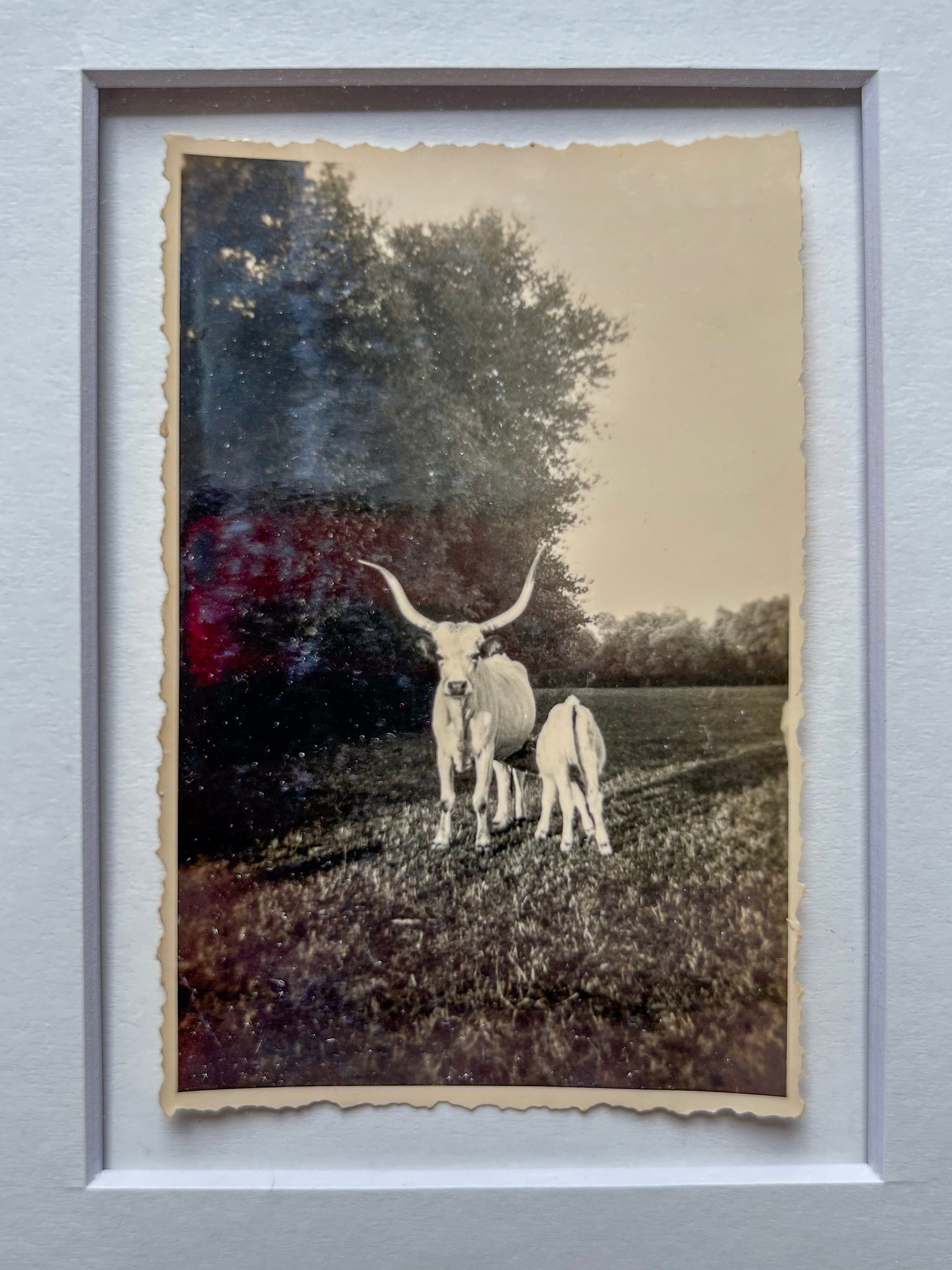 Strong as an ox - Framed Vintage Cattle Photograph – 1940s B&W Oxen Print in Custom Frame