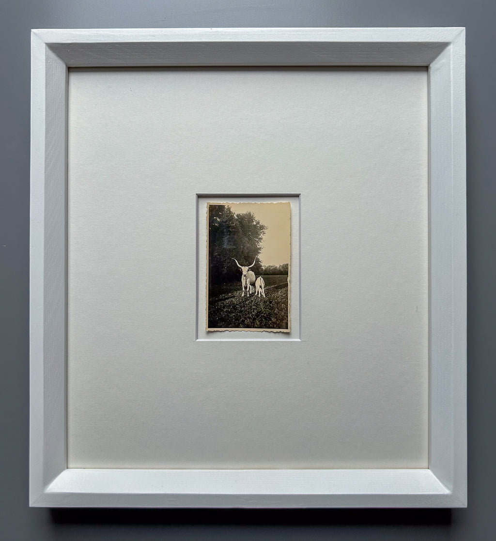 Strong as an ox - Framed Vintage Cattle Photograph – 1940s B&W Oxen Print in Custom Frame
