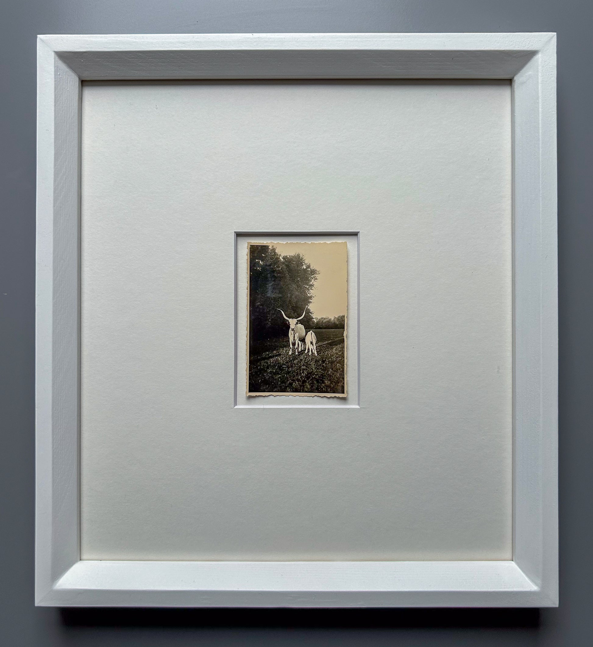 Strong as an ox - Framed Vintage Cattle Photograph – 1940s B&W Oxen Print in Custom Frame